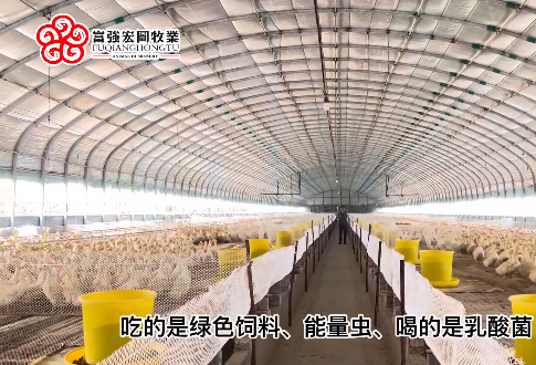 探訪富強宏圖牧業(yè)在合陽的北京鴨基地